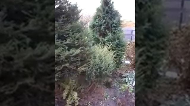 Вереск - первый год после посадки. смотреть онлайн