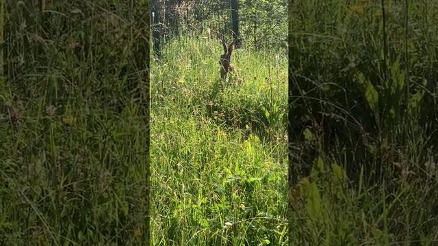 Я стала часто встречать зайцев в Кисловодском парке)))