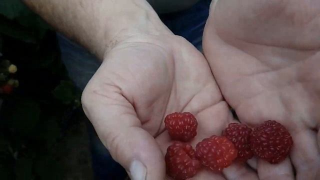 Малина в парнике (сорт Таганка) смотреть онлайн