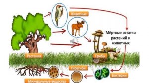 Урок по естествознанию. 5 класс. Тема: Круговорот веществ в природе