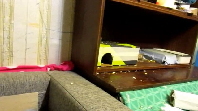 Мясной прикорм | Куриные шейки - крысиной семейке. (Fancy Rats | Декоративные Крысы) смотреть онлайн