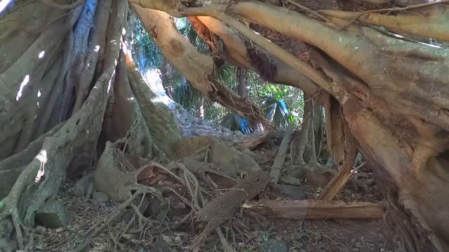 Ficus macrophylla смотреть онлайн