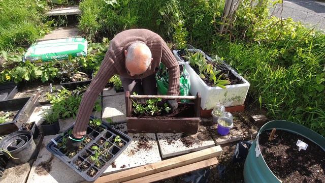 60% Success | Allotments For Fun and Food смотреть онлайн