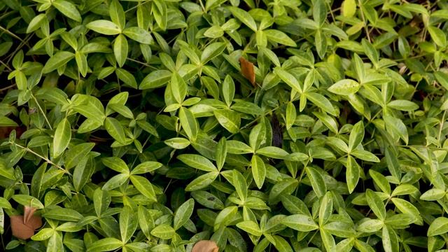 Vinca minor - Common Periwinkle смотреть онлайн