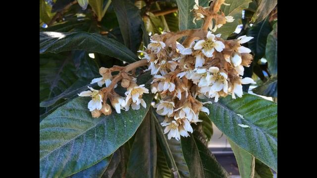 Мушмула — как вырастить в домашних условиях