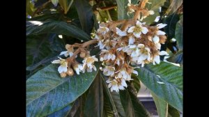 Мушмула — как вырастить в домашних условиях