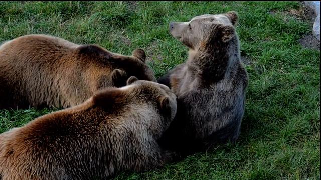 Медведица кормит медвежат. смотреть онлайн