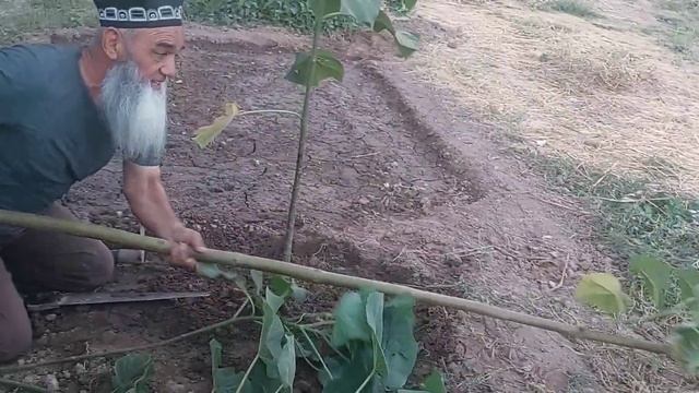 Хатоги дар буриши дарахти,,ПАВЛОНИЯ,, смотреть онлайн