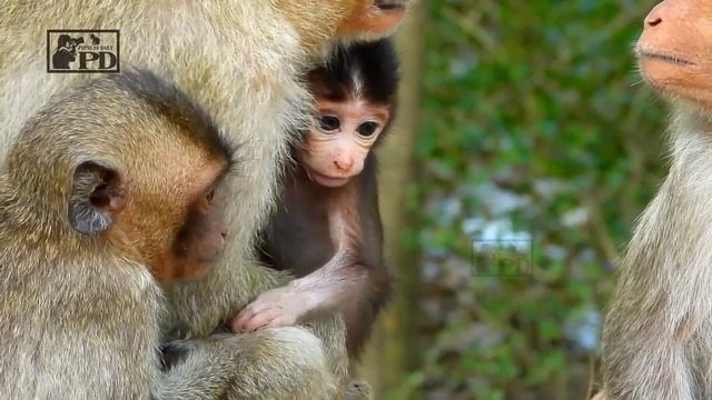 @POPULARDAILY Cutest Animals Wildlife, Look They Family Very Activity and Healthy Trying Climb Tree смотреть онлайн