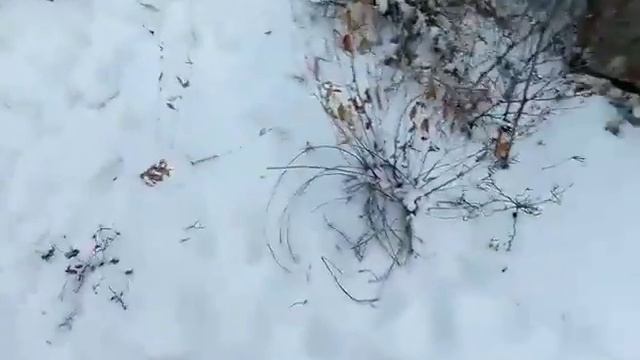 Вызов духов чучело проверка смотреть онлайн