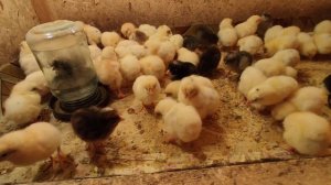 Чем пропаивать  цыплят в первые дни после вылупа.И до 90 дней.