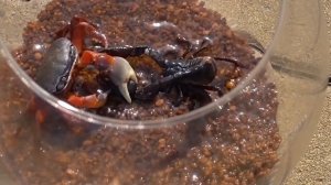 СУМАСШЕДШИЕ БИТВЫ! БОГОМОЛ VS СКОРПИОН VS КРАБ! КТО СИЛЬНЕЕ?