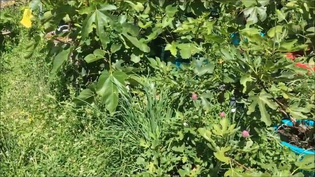 Figs. Инжир. Noire de Caromb , Violette de Sollies - созревание плодов на двух отличных фр. сортах смотреть онлайн