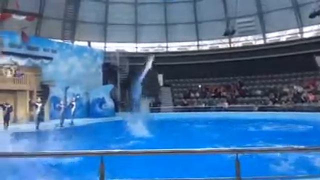 Новосибирский дельфинарий смотреть онлайн