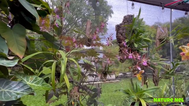 I’m back with some amazing blooms. This June is packed with some incredible orchid flowers. смотреть онлайн