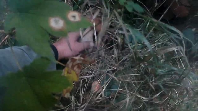 Збираємо Осінні Білі Гриби в Карпатах.Собираем Осенние Белые Грибы в Карпатах. смотреть онлайн