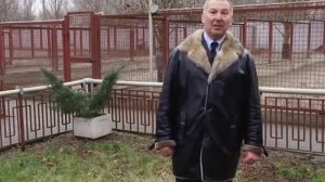 ОКРАСЫ немецких овчарок. Часть 1