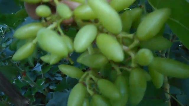 ДУБОВСКИЙ РОЗОВЫЙ! 27.07.2020. ТЕЛ. +79054033245,WhatsApp и Viber +79528500417. ЗВОНИТЕ. СЕРГЕЙ. смотреть онлайн