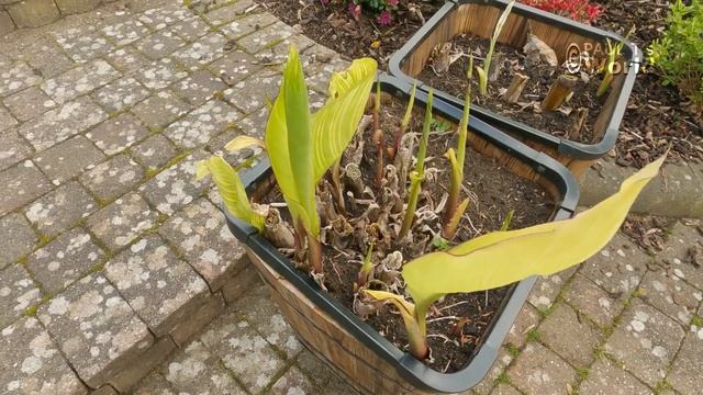 May Front Garden Tour - My English Garden - 2023 смотреть онлайн