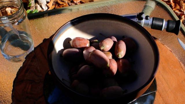 Hardy Kiwi Ken's Red (Brix Test) смотреть онлайн