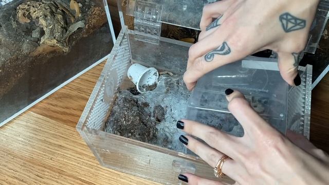 PROOF African BABOON TARANTULAS can be docile!.. Golden Blue Legged & Namibia Horned Rehousing смотреть онлайн