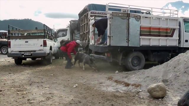 Otavalo Animal Market - Ecuador смотреть онлайн