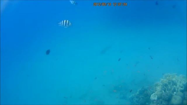 Egypt. Taba. underwater. Сноркелинг на пляже курорта Таба (Египет) смотреть онлайн