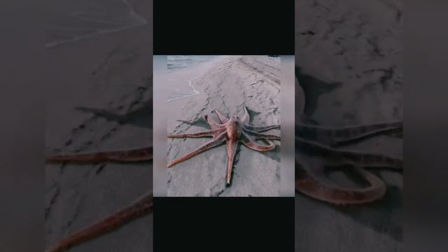 Огромный осьминог ползёт по пляжу#shorts смотреть онлайн