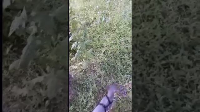 Кот-сфинкс Ридик гуляет на улице, лазает по деревьям. В конце видео нападение птицы на кота. Шок! смотреть онлайн