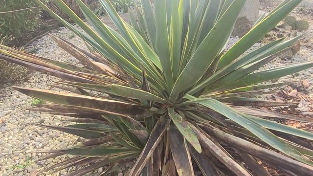 607#. Yucca Gloriosa var. - obcinane chorych liści. смотреть онлайн