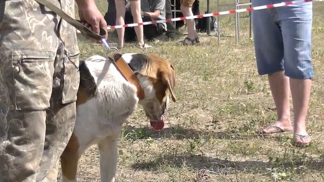 Выставка Воронеж 2018 смотреть онлайн