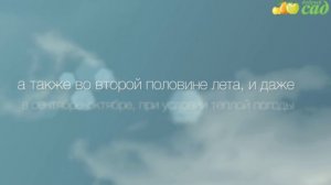 Посадка подснежника - как правильно посадить подснежники