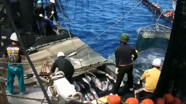 Самый Большой Улов в Море ..Вы не Поверите, Сколько Рыбы, Отлов Рыбы на Траулере смотреть онлайн