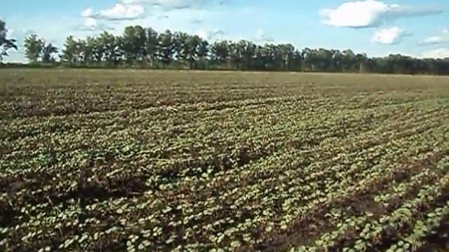 про гречиху в Жилино 11 июля 2013 смотреть онлайн