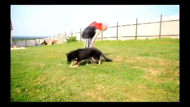 чойс 7 месяцев