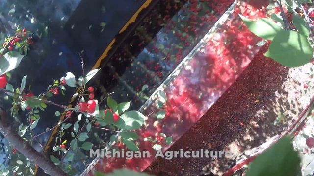 Michigan Cherry Harvest: Shake It Up! смотреть онлайн