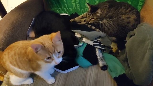 Цирковые Представления и Шоу