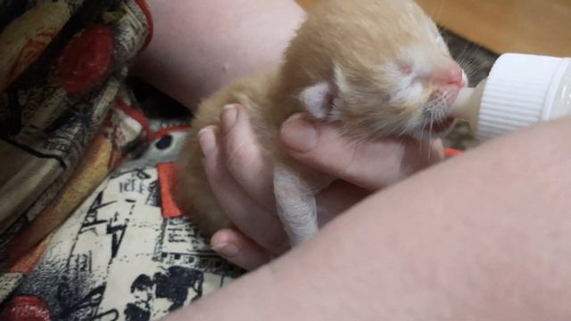 Маленький котёнок пьёт молоко из бутылки смотреть онлайн