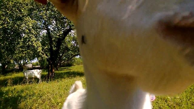 Алиса и коза смотреть онлайн