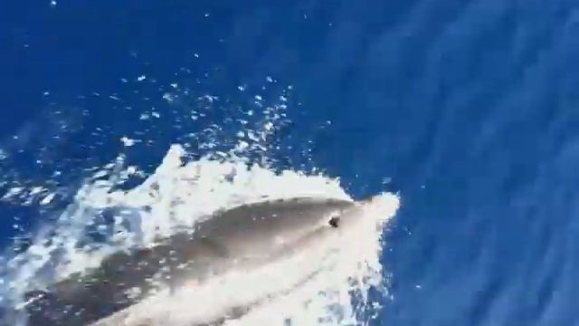 Яхитнг 2011 Дельфины!!! смотреть онлайн