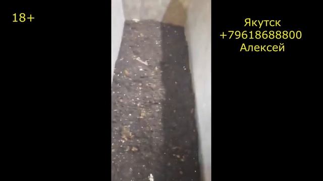 Как разводить червей. Как выращивать червей дома. Как выращивать червей на навоз.