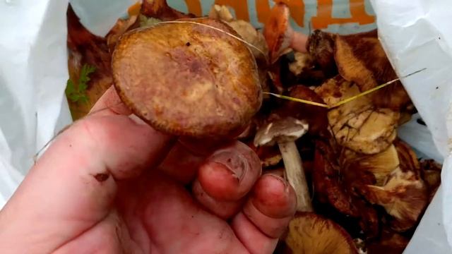 ГРИБЫ СОРТ-2.???(Матрёшки.) смотреть онлайн