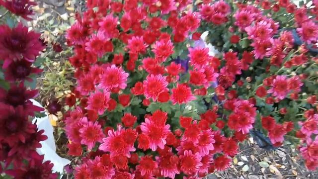 Поздние сорта хризантем и новинки. Обзор 25.10.2020 смотреть онлайн