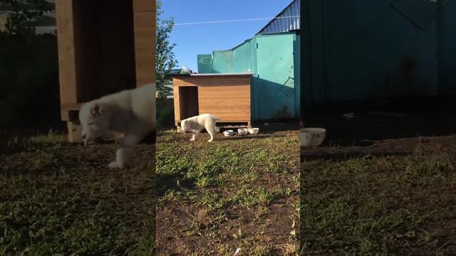 САО алабай Тайсон 3 месяца смотреть онлайн