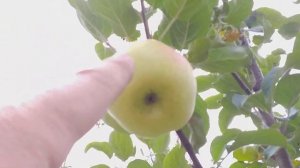 Яблоня сорт зимний Золотой Ренет