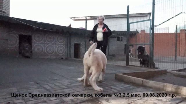 Щенки Среднеазиатской овчарки, алабаи 2,5 мес. и их папа. Www.r-risk.ru +7(926)220-56-03 Татьяна