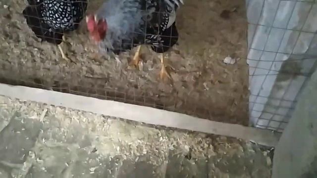 #ЗОЛОТОЙ БРАМА #ВИАНДОТ #ГОЛЛАНДКА БЕЛИХОХЛИ смотреть онлайн