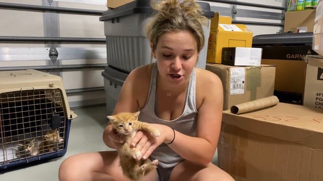RESCUED KITTENS FOUND AT ABANDONED HOUSE! смотреть онлайн