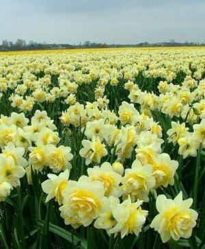 Ирина Понаровская - Знаю любил.mp4