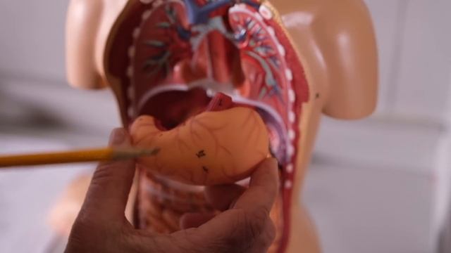 Basic Human Anatomy for Beginners смотреть онлайн